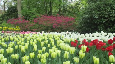 Flower Park Keukenhof