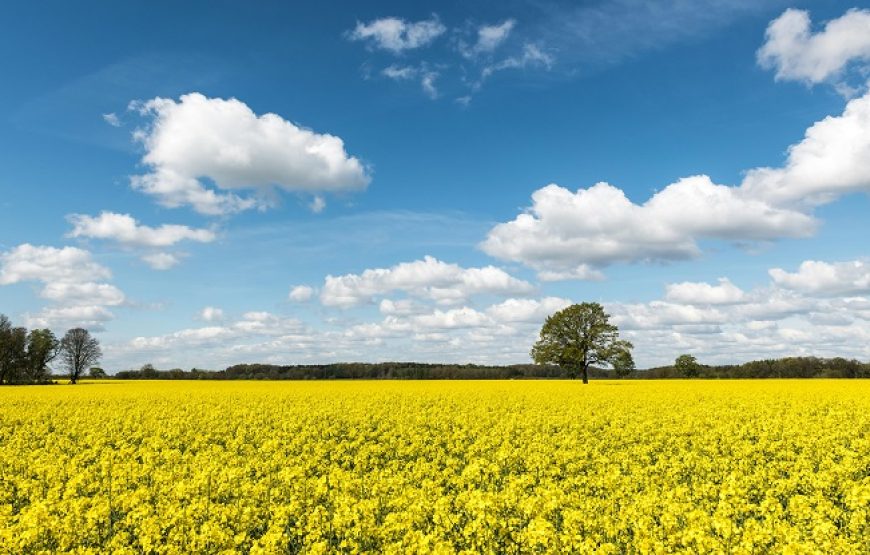 Echte Nordtour – 5 Tage durch Schleswig-Holstein